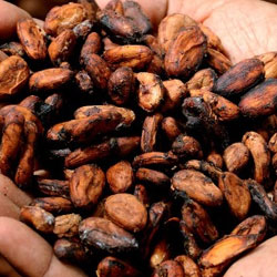 El cacao