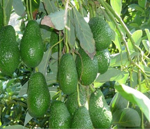 Fruto de la Palta