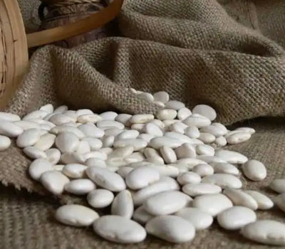 poroto frijol blanco